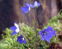 Deep blue single flowers